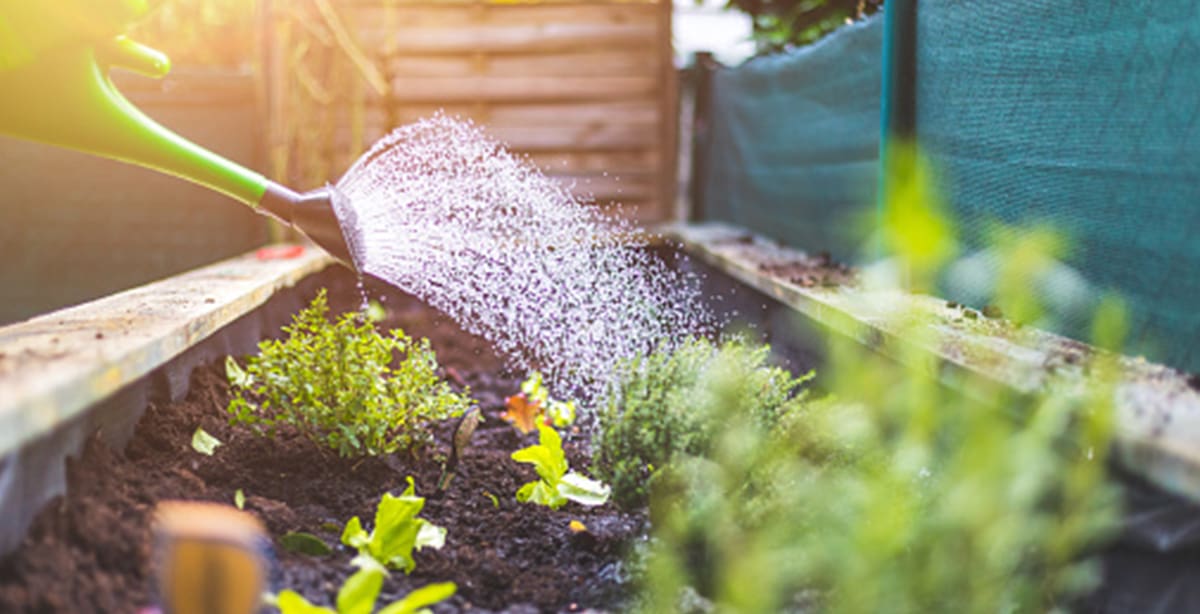 watering plants