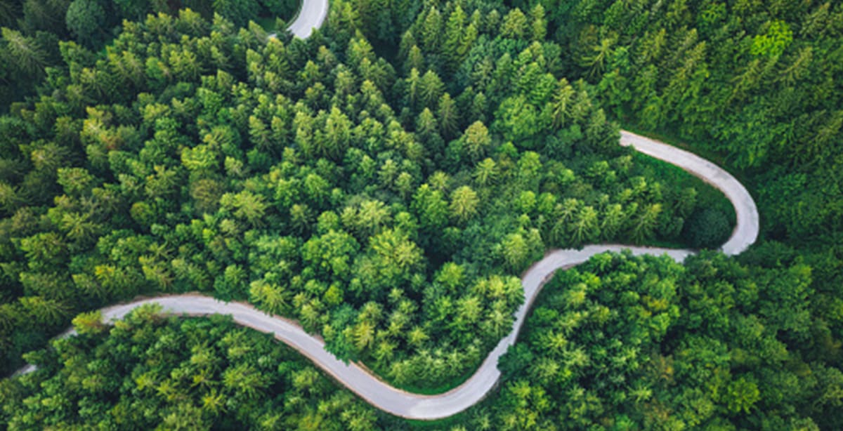 Winding road through trees