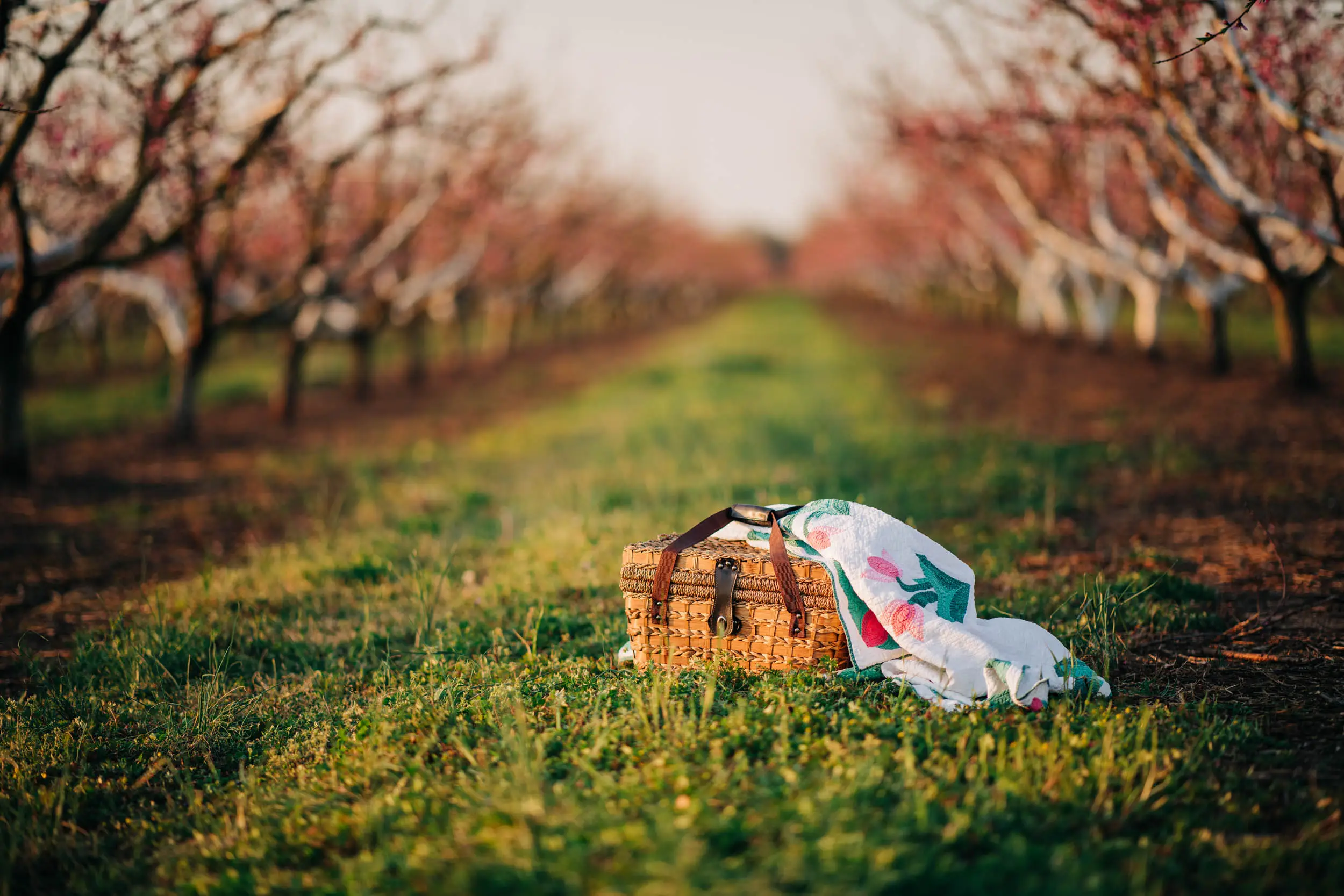 picnic basket in peach orchard