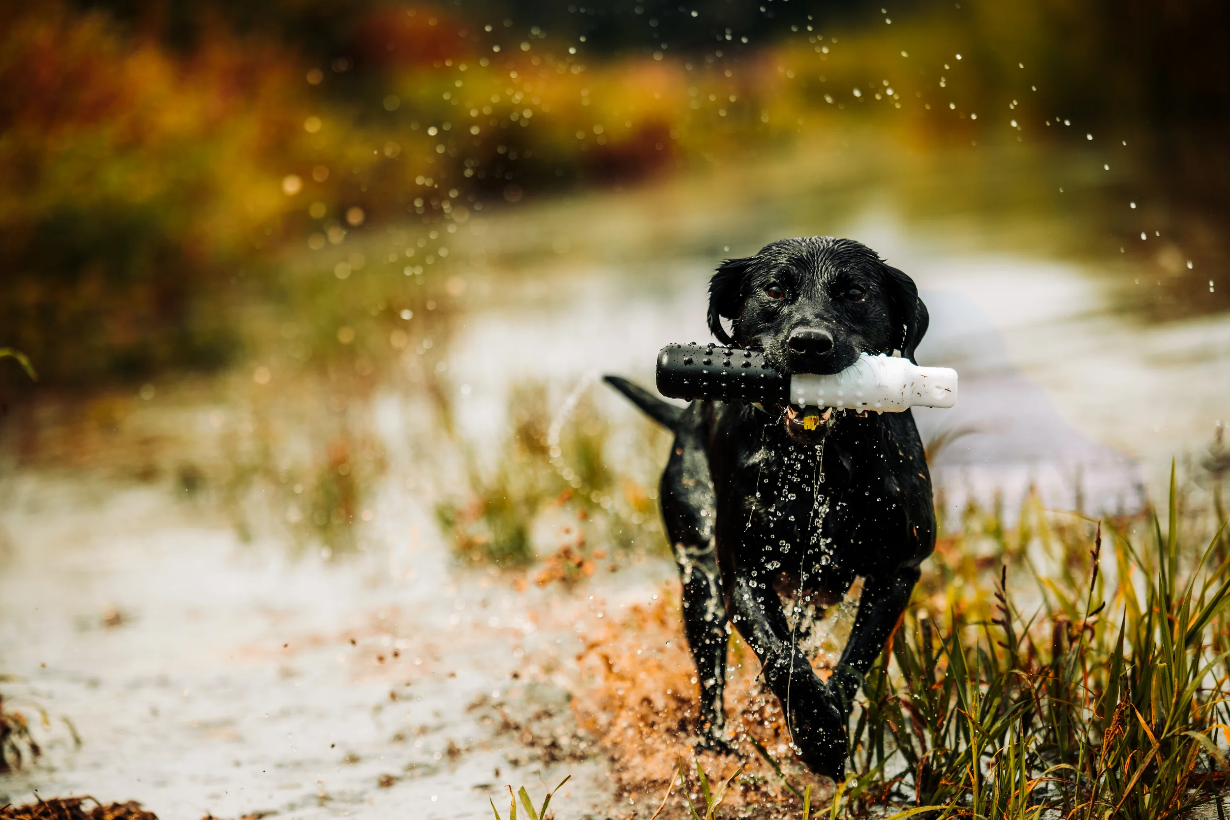 dog running through water with toy